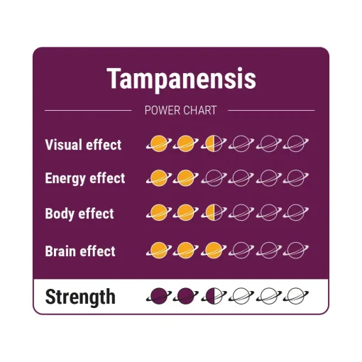 Tampanensis Magic Truffels 15 Gram - Afbeelding 3