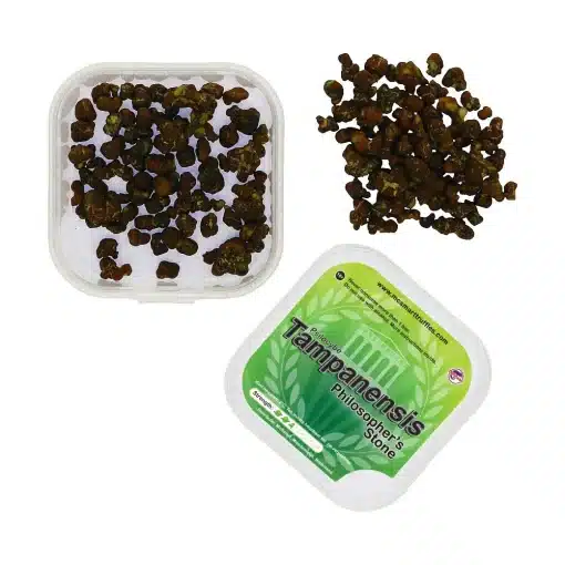 Tampanensis Magic Truffels 15 Gram - Afbeelding 2
