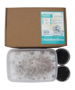 Hawaiian Magic Mushroom Growkit - 1200 cc (Psilocybe Copelandia)