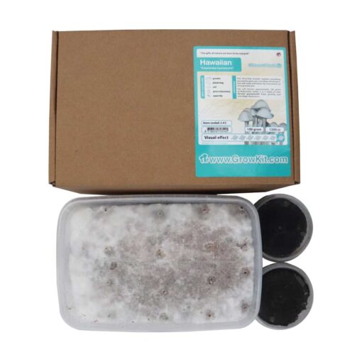 Hawaiian Magic Mushroom Growkit - 1200 cc (Psilocybe Copelandia)