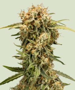 Royal Queen Seeds Medusa F1