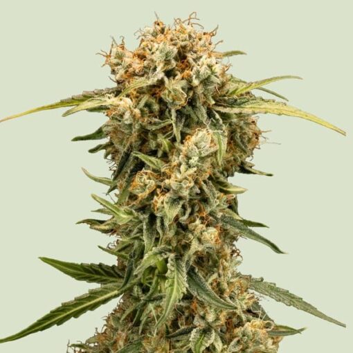 Royal Queen Seeds Medusa F1