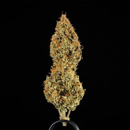 Royal Queen Seeds Medusa F1 - Afbeelding 3