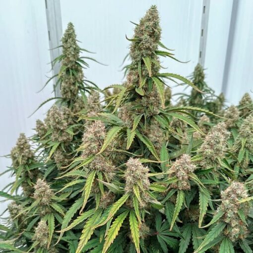 Royal Queen Seeds Medusa F1 - Afbeelding 5