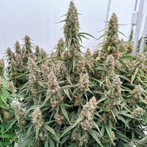Royal Queen Seeds Medusa F1 - Afbeelding 6