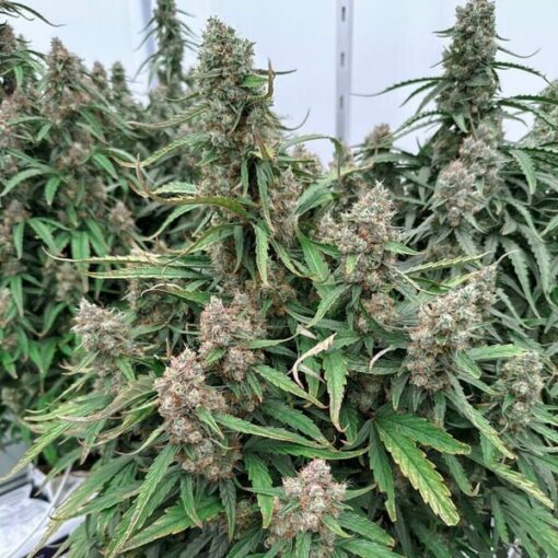 Royal Queen Seeds Medusa F1 - Afbeelding 7