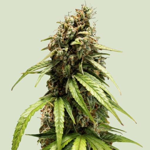 Royal Queen Seeds Orion F1