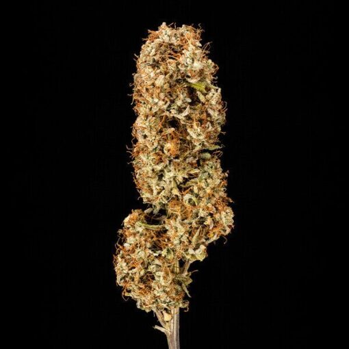 Royal Queen Seeds Orion F1 - Afbeelding 3