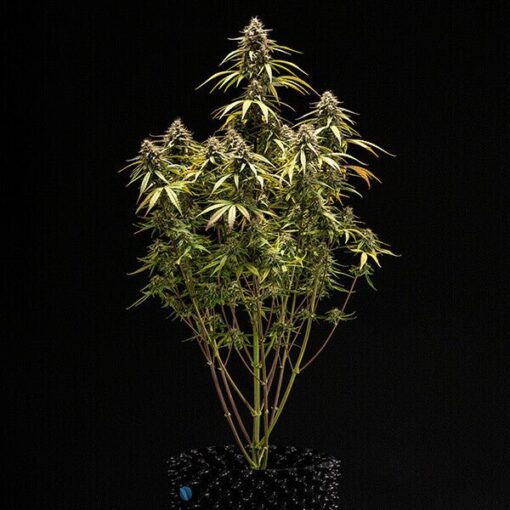 Royal Queen Seeds Orion F1 - Afbeelding 4