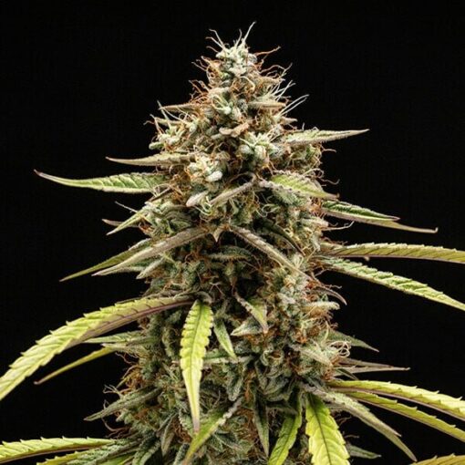 Royal Queen Seeds Orion F1 - Afbeelding 5