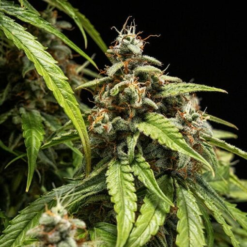 Royal Queen Seeds Orion F1 - Afbeelding 6