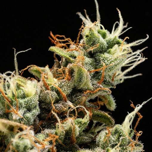Royal Queen Seeds Orion F1 - Afbeelding 7