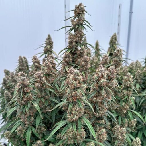Royal Queen Seeds Orion F1 - Afbeelding 8
