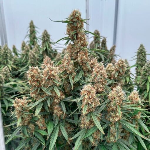 Royal Queen Seeds Orion F1 - Afbeelding 9