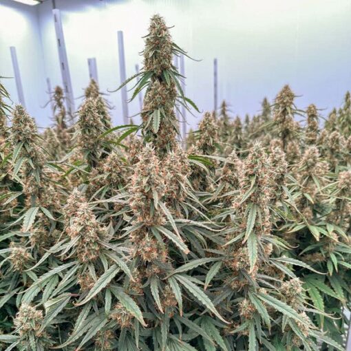Royal Queen Seeds Orion F1 - Afbeelding 10