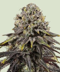 Royal Queen Seeds Dynamite Diesel