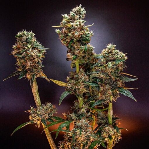 Royal Queen Seeds Dynamite Diesel - Afbeelding 3