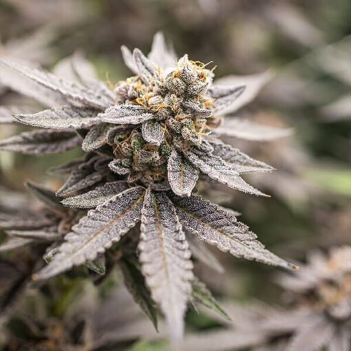 Royal Queen Seeds Dynamite Diesel - Afbeelding 4