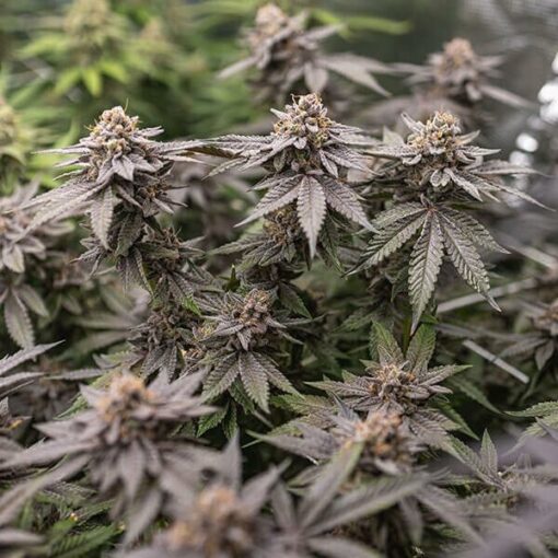Royal Queen Seeds Dynamite Diesel - Afbeelding 5