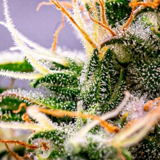 Royal Queen Seeds Dynamite Diesel - Afbeelding 7