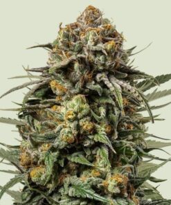 Royal Queen Seeds Gelato 44
