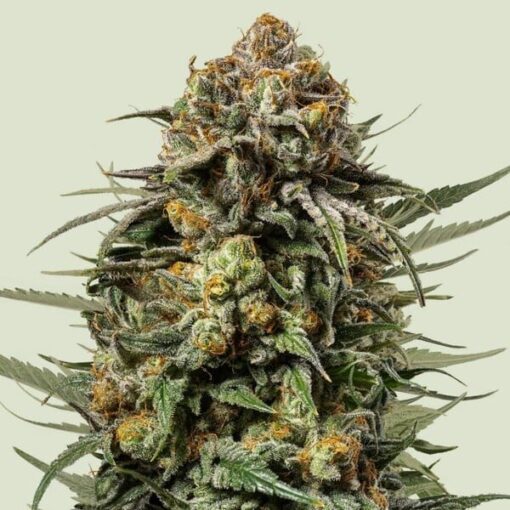 Royal Queen Seeds Gelato 44