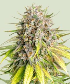 Royal Queen Seeds Punch Pie