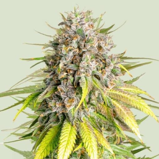 Royal Queen Seeds Punch Pie