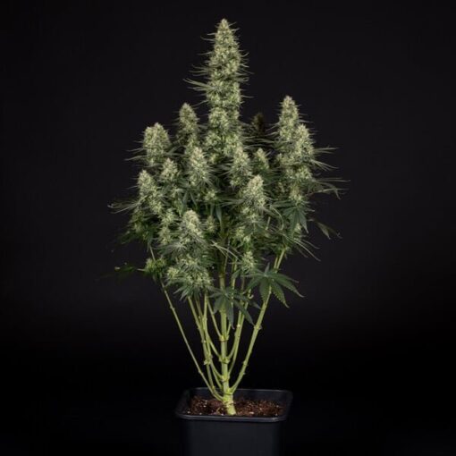 Royal Queen Seeds Punch Pie - Afbeelding 3