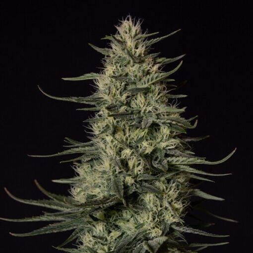 Royal Queen Seeds Punch Pie - Afbeelding 4