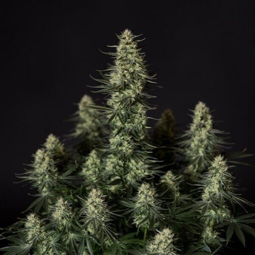 Royal Queen Seeds Punch Pie - Afbeelding 6