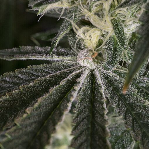 Royal Queen Seeds Punch Pie - Afbeelding 7