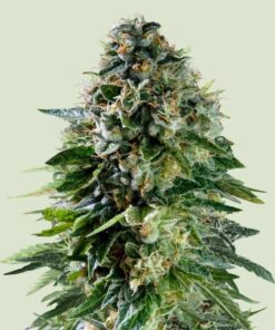Royal Queen seeds Corkscrew Auto