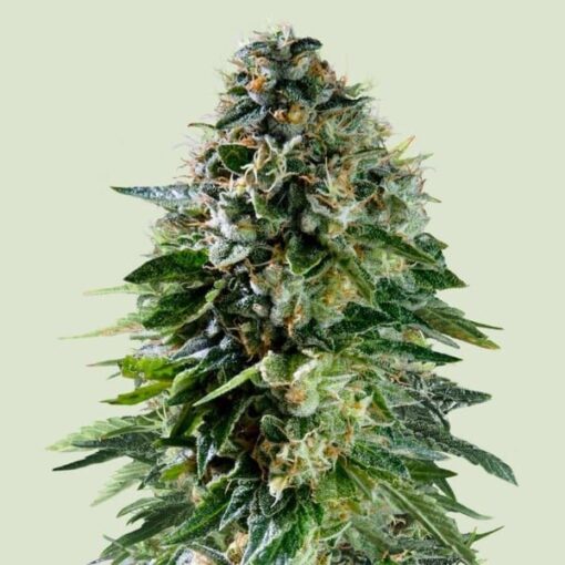 Royal Queen seeds Corkscrew Auto