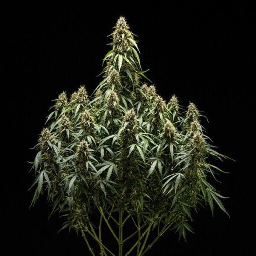 Royal Queen seeds Corkscrew Auto - Afbeelding 3