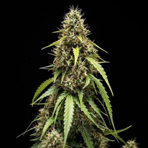 Royal Queen seeds Corkscrew Auto - Afbeelding 4