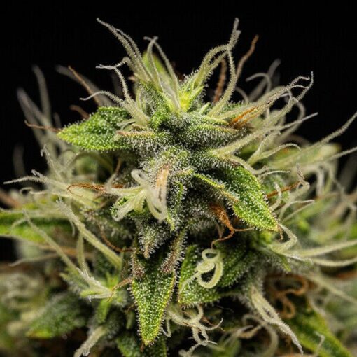 Royal Queen seeds Corkscrew Auto - Afbeelding 6