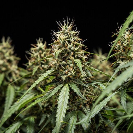 Royal Queen seeds Corkscrew Auto - Afbeelding 7