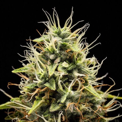 Royal Queen seeds Corkscrew Auto - Afbeelding 8