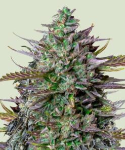 Royal Queen Seeds Goat’lato auto