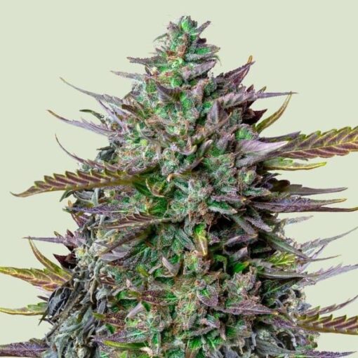 Royal Queen Seeds Goat’lato auto