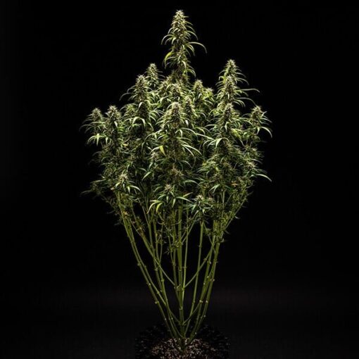 Royal Queen Seeds Goat’lato auto - Afbeelding 3