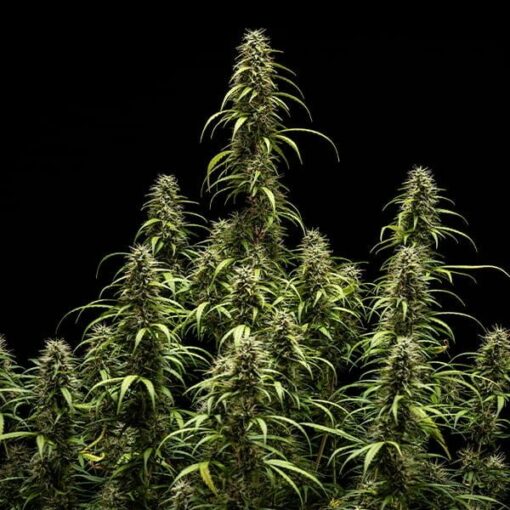 Royal Queen Seeds Goat’lato auto - Afbeelding 4