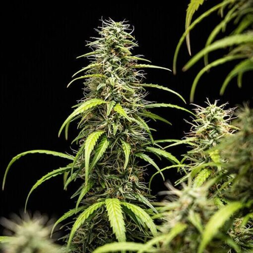 Royal Queen Seeds Goat’lato auto - Afbeelding 5
