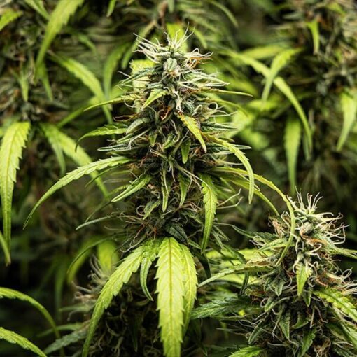 Royal Queen Seeds Goat’lato auto - Afbeelding 6
