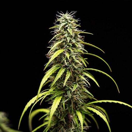 Royal Queen Seeds Goat’lato auto - Afbeelding 7