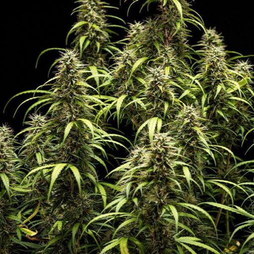 Royal Queen Seeds Goat’lato auto - Afbeelding 8