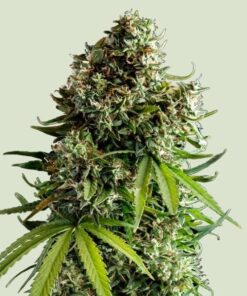 Royal Queen Seeds NYC Sour D Auto