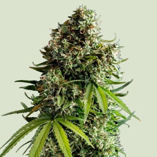 Royal Queen Seeds NYC Sour D Auto