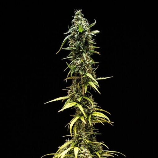 Royal Queen Seeds NYC Sour D Auto - Afbeelding 4
